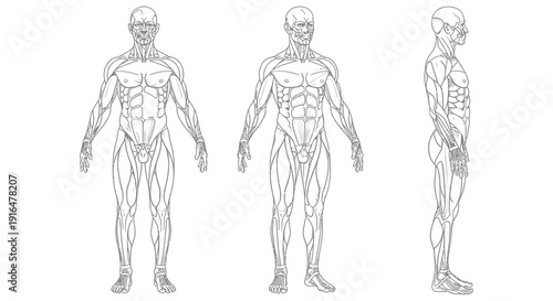Anatomical illustration depicting a muscular male figure in front side and profile views high quality professional