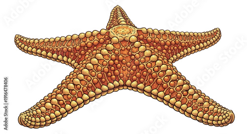 A detailed illustration of a five-armed orange-brown starfish with a textured surface.