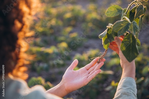 Fotografie Agronomist holding soybean plant and inspecting roots in cultivated field