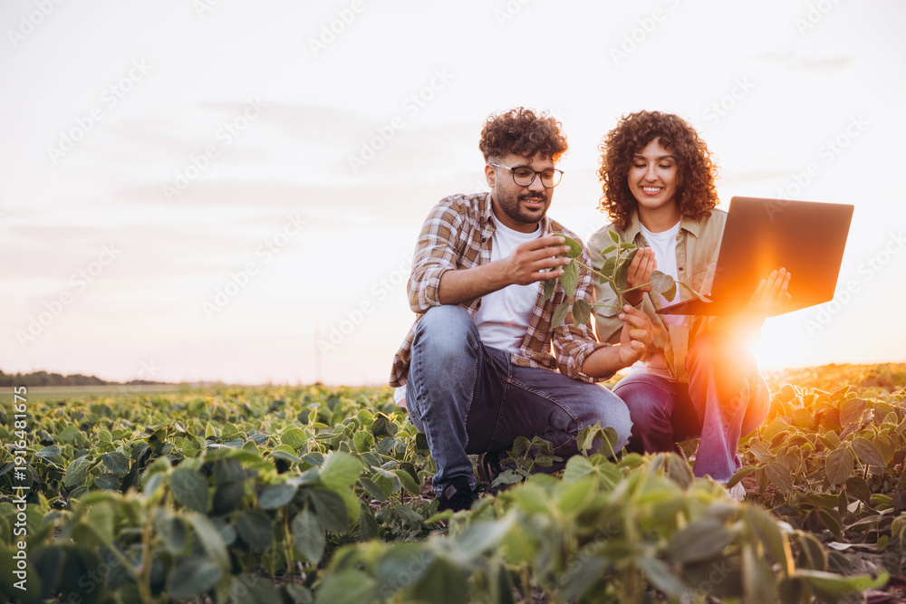 Fototapeta premium Agronomists analyzing soybean plant using laptop at sunset