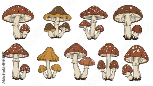 Diverse collection of mushrooms including red fly agaric and various edible brown species with detailed caps and stems.