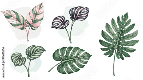 Exotic tropical leaves set features various green and pink foliage including monstera for creative botanical and nature design.
