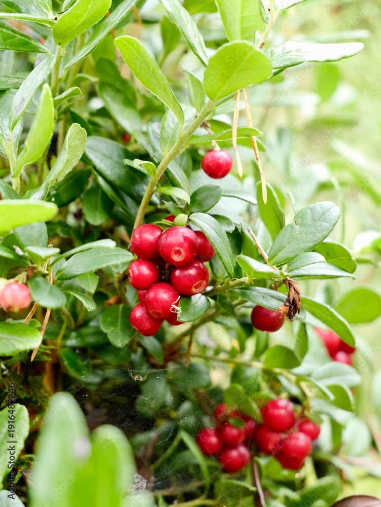 Obraz premium The lingonberry (Vaccinium vitis-idaea), also known as cowberry, mountain cranberry, partridgeberry and foxberry