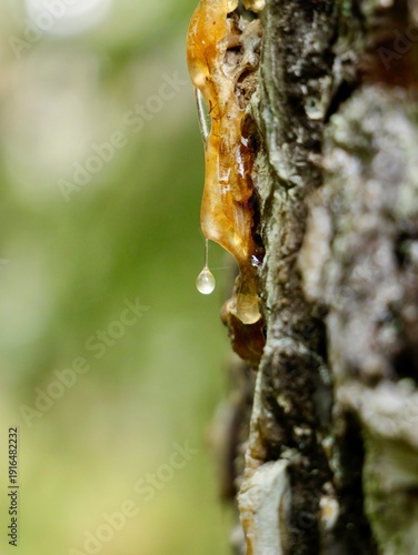 The Norway spruce (Picea abies) resin or sap drops, also known as European spruce, common spruce and Scandinavian spruce