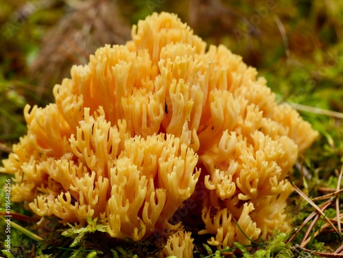 Photography Coral fungus of the genus Phaeoclavulina (unidentified species), a branched woodland mushroom