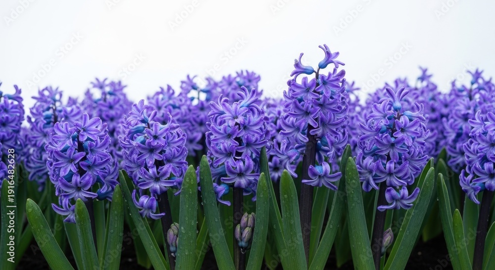 Obraz premium Spring scenes: Vibrant Purple Hyacinths Blooming with Fresh Dew Drops Against a Bright White Background, Symbolizing New Beginnings and Natural Beauty.