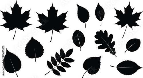 Set of various black vector leaf silhouettes, including maple, oak, and birch leaves, isolated on white background, perfect for autumn and nature design elements.