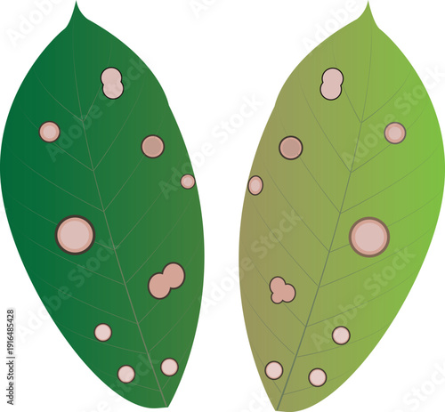 Detailed plant pathology graphic depicting infected leaves isolated on a transparent background.