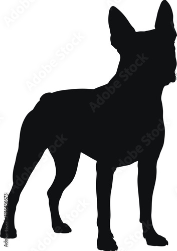 Silhouette of a dog standing alertly with pointed ears and a muscular build isolated on white background, Vector, illustration