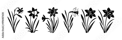 Elegant black and white line drawing of five distinct daffodil varieties blooming in a row