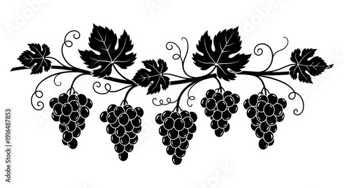 A black and white illustration of grape vines with clusters of grapes and leaves high quality