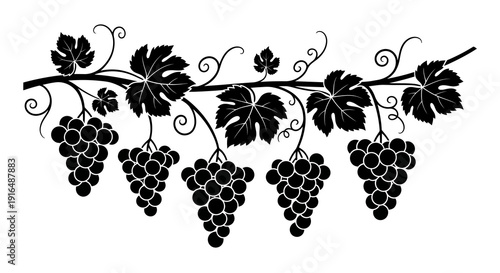 A black and white illustration depicting a grapevine with leaves grapes and swirling tendrils high quality