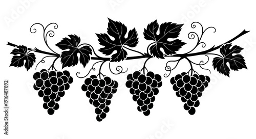 A decorative black and white illustration of grape vines with bunches of grapes hanging down high quality professional