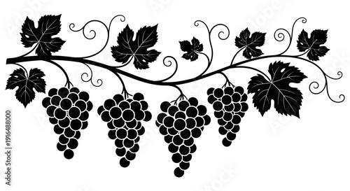 A black and white illustration of a grapevine branch with leaves and bunches of grapes