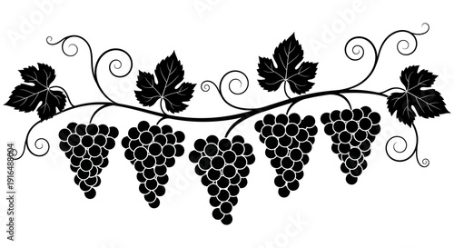 A decorative black and white illustration of grape vines with leaves and bunches of grapes