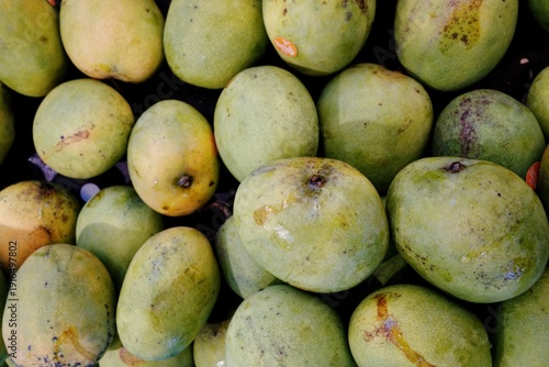 A close-up overhead shot showcasing a vibrant assortment of fresh, raw, unripe mangoes, exhibiting natural textures and various shades of green, perfect for culinary and market concepts.