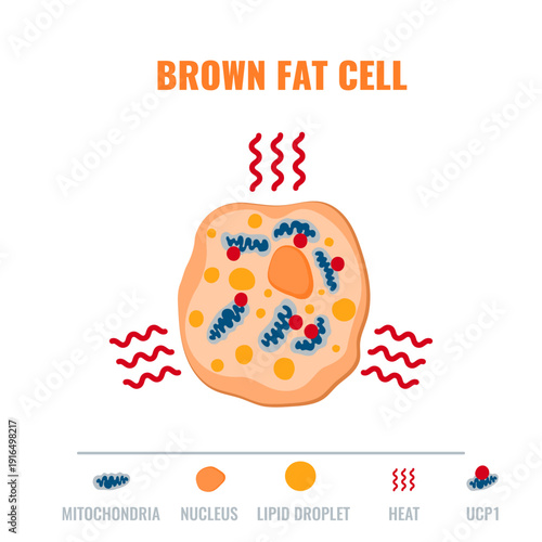 Adipose tissue browning process showing white, brown and beige fat cells involved in thermogenesis, lipolysis and energy storage. Medical vector illustration for obesity, diabetes, metabolism research