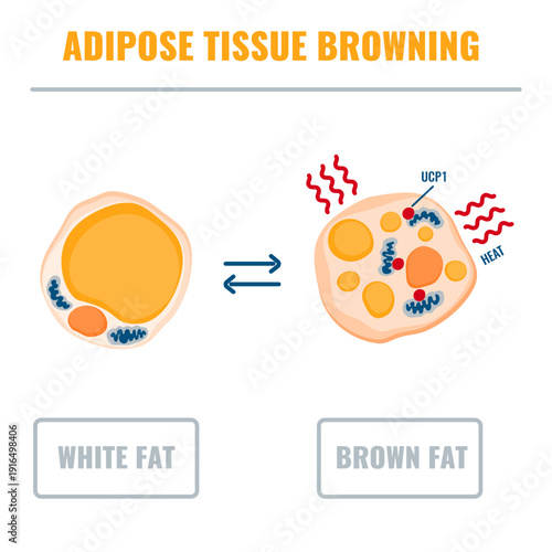 Adipose tissue browning process showing white, brown and beige fat cells involved in thermogenesis, lipolysis and energy storage. Medical vector illustration for obesity, diabetes, metabolism research