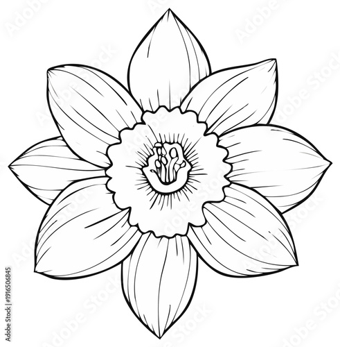 Black and White Line Drawing of a Single Daffodil Flower in Top Down View
