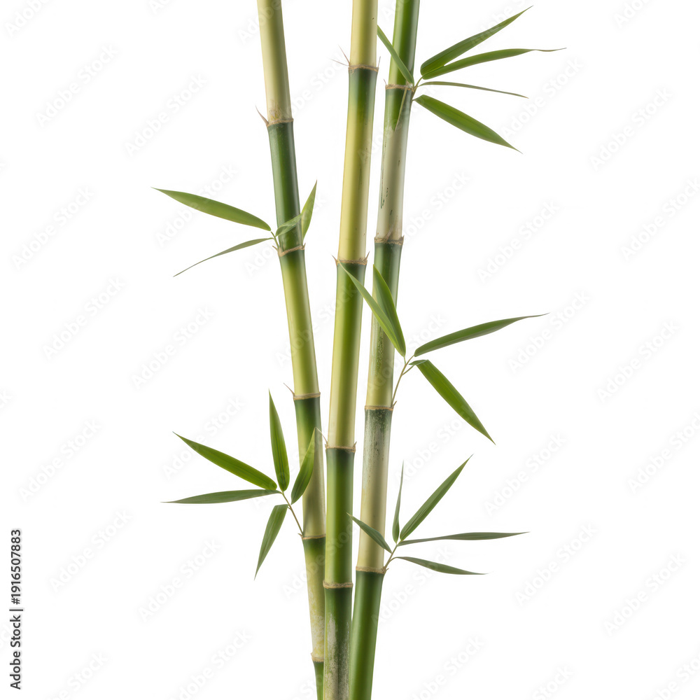 Fototapeta premium Green bamboo stalk isolated on transparent background
