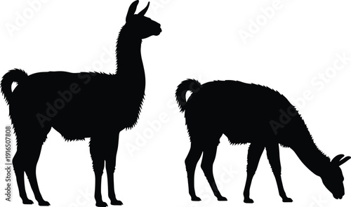 Black silhouette of two llamas on white background silhouettes animals