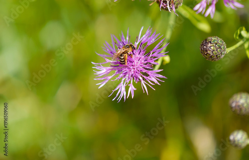 Gelbbindige Furchenbiene (Halictus scabiosae) Wiesen-Flockenblume (Centaurea jacea) sammelt Pollen