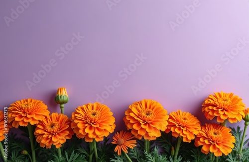 Bright orange gerbera daisies and bud bloom on green stems. Flowers grow on purple background with empty space for text. Spring blossom, summer garden.
