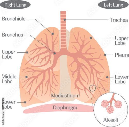 Lung Anatomy Diagram Showing Bronchus Bronchioles and Alveoli Structure