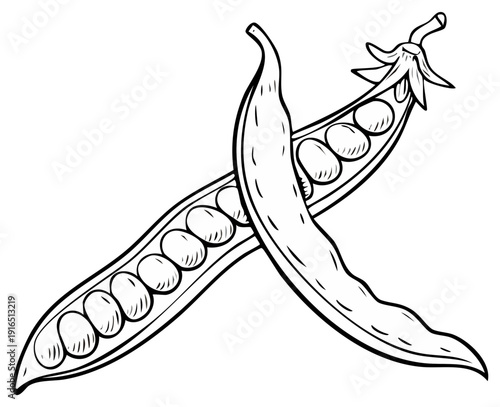 Line art drawing of two fresh green pea pods with numerous round peas inside crossed diagonally