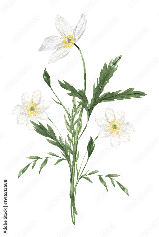 Fototapeta premium Watercolor white wildflower isolated. Hand drawn botanical illustration for spring, summer print, greeting cards, wedding invitation