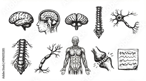Anatomical illustrations of human body parts and organs for educational purposes