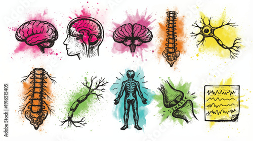 Anatomical illustrations of human body parts and neurons in colorful artistic designs
