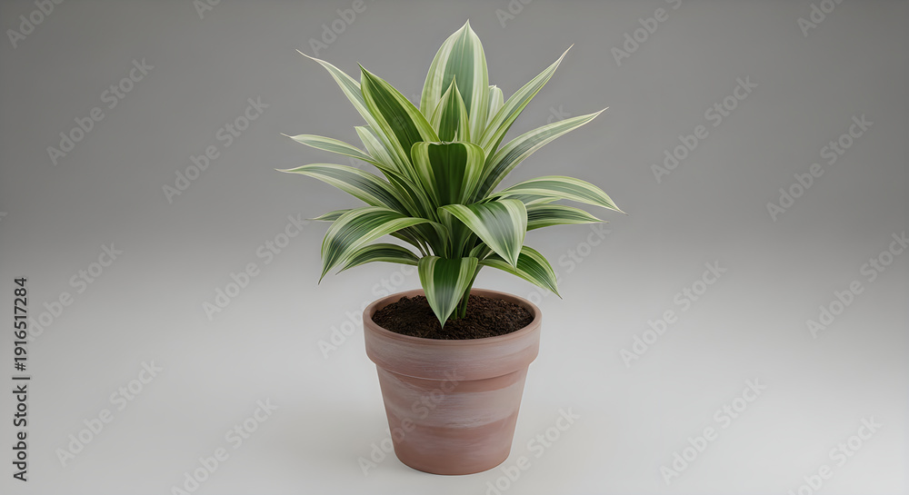 Fototapeta premium A vibrant dracaena plant with variegated leaves is potted in terracotta