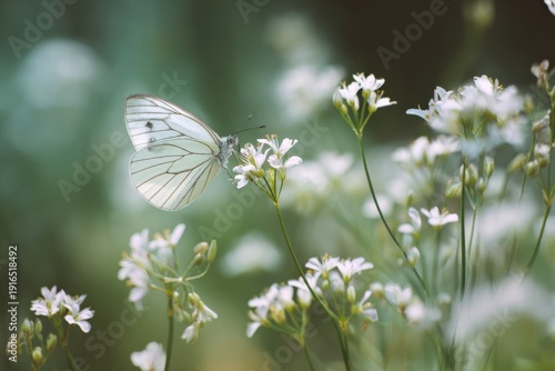 White butterfly resting on delicate wildflowers in a peaceful meadow scene