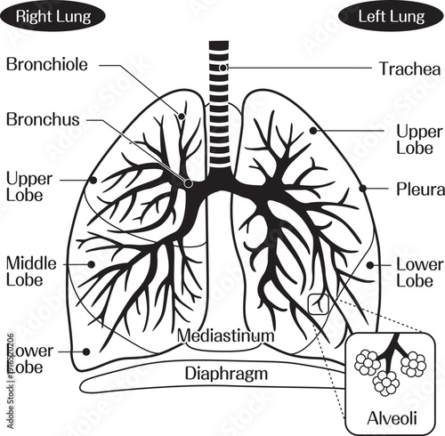 Lung Anatomy Diagram Showing Bronchus Bronchioles and Alveoli Structure