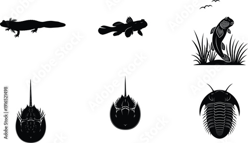 Cockroach life cycle stages illustration