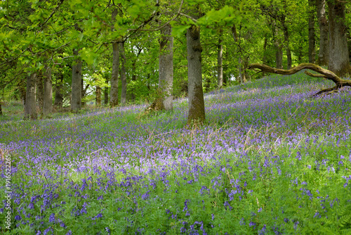 Bluebell flowers in full bloom in a Scottish forest