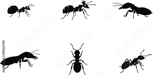 Silhouette illustrations of various ant species