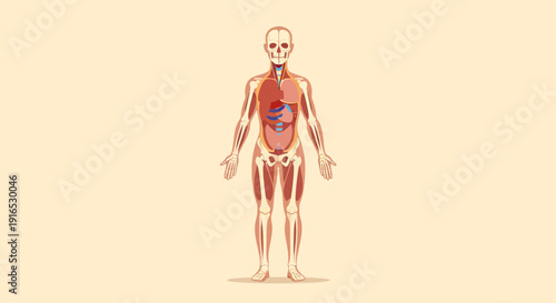 Human Body Anatomy Internal Organs Visible.