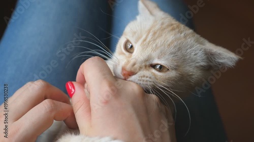 Small red haired kitten lying on the lap of young women and playing with female hands indoor. Girl holding playful cute ginger cat on knees and kitty biting her arms inside. POV Slow motion