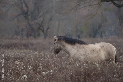 Ein Wildpferd steht allein auf einer trockenen Wiese unter einem nebligen, bedeckten Himmel. Das Tier ist im Profil dargestellt und von braunen Gräsern sowie sanften, gedämpften Farbtönen umgeben