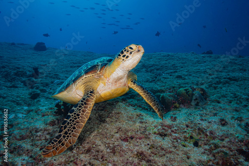 Hawksbill Sea Turtle (Eretmochelys Imbricata), Maldives, Indian Ocean