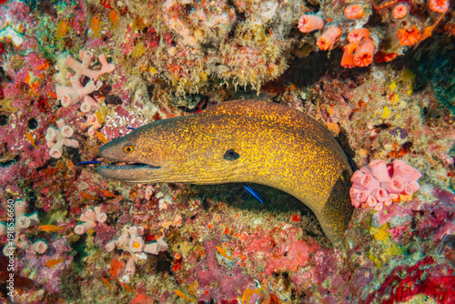 Yellow-edged / Yellow-margined Moray Eel (Gymnothorax Flavimarginatus), Maldives, Indian Ocean