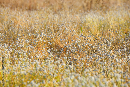 close up of a blue carpet