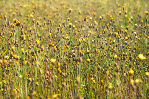 field of sunflowers