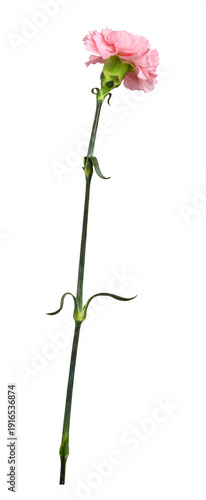 Profile view of pink carnat...