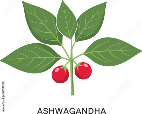 Vector illustration of Ashwagandha medicinal plant with green leaves and red berries for ayurveda and herbal health design।
