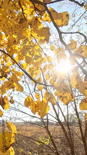 yellow autumn leaves fill the frame on a tree by an open field in daylight leaves tremble as camera pans and tilts. sun rays burst brighter lens flare slides then softens behind foliage.