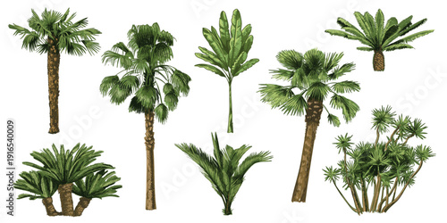 Palm tree hand drawn set. Vintage engraving tropical plants for vacation poster, resort wallpaper and summer landscape. Detailed tropic leaves, exotic foliage vector isolated botanical clipart