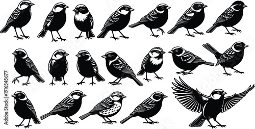 Black and white bird silhouette vector set featuring sparrow poses perched standing and flying detailed wildlife illustration collection